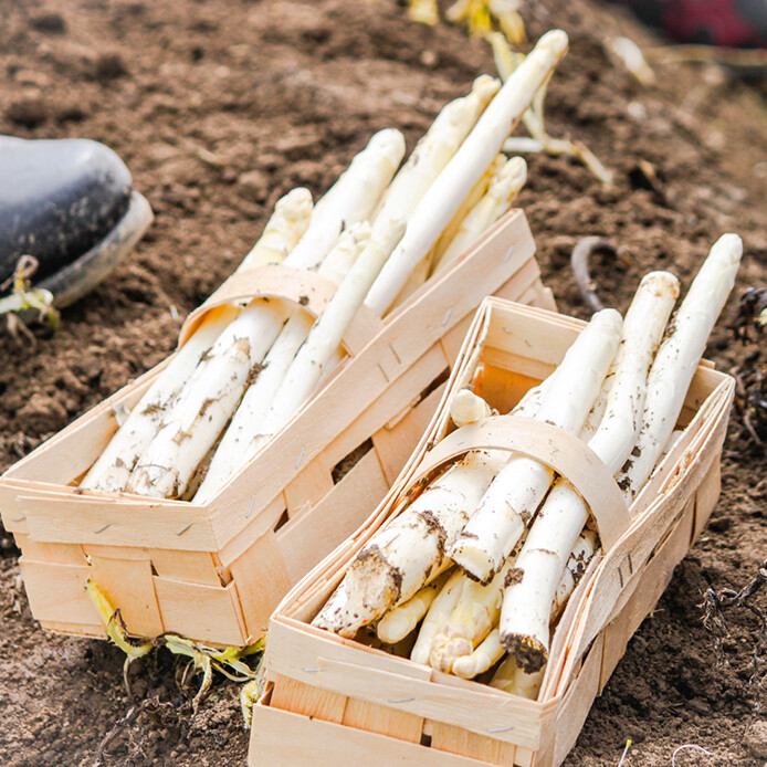 Top Spargel kaufen in Köln | Krewelshof | Mr. Köln | Foto: Krewelshof Top Spargel kaufen in Köln | Krewelshof | Mr. Köln | Foto: Krewelshof